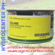 LETTUCE BUTTERHEAD GREENHOUSE VOLARE 5000 PILLS BY ENZA ZADEN