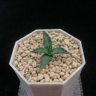 SG3292-EB曲刺妖炎/潛力無限🔥多肉植物小盆栽禮物🔥