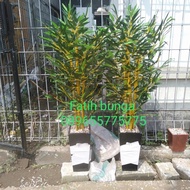 Terbaru Pohon Bambu Plastik/Bambu Hias/Bambu Artificial/Termurah/Bunga