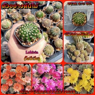 🌵💥 โลบีเวีย 💥🌵 Lobivia cactus รู้สีดอก  ขนาดต้น 3 ซม. พร้อมออกดอกทันที เคยออกดอกแล้วทุกต้น  ต้นกระบองเพชร ต้นแคคตัส