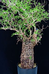 (418) 滿瘤列加氏漆樹　The elephannnt tree/ Operculicarya decaryi / 塊根植物 Caudex / 另售象牙宮、龜甲龍、念珠橄欖、橄欖樹、象足漆樹