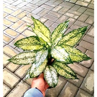 Sindo - Aglaonema Snow White Live Plant ERM396MMVG