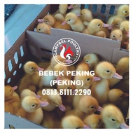 DOD Anak Bebek Peking