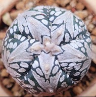 泰國實生5菱V兜(多肉植物,塊根植物,球根植物,龍舌蘭, 仙人掌，仙人球,石化, 綴,菊水,草球,牡丹,玉露)