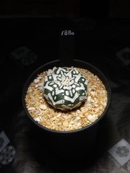 Astrophytum Asterias V兜