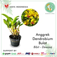 Anggrek Dendrobium Usia Dewasa