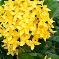 Anak Pokok Ixora Bunga Kuning / Jejarum Kuning / Pokok Bunga Ixora