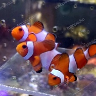 ikan nemo air tawar / ikan nemo badut aquascape