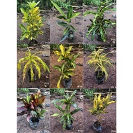 Codiaeum variegatum puding puling Croton 变叶木 LIVE PLANT OUTDOOR