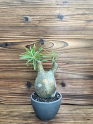 SALE! 馬達加斯加象牙宫 caudex Pachypodium gracilius 塊根植 物鉢 多肉