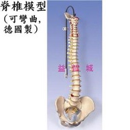 益智城《教學人體骨骼模型/脊椎模型/骨頭模型/教學模型/背脊模型/脊椎骨模型》彈性的人體脊椎模型(含骨盆,可彎曲)德國製