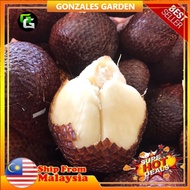 Anak Pokok Salak Madu Indonesia Buah Besar (4 Pokok)