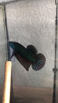ปลากัดมหาชัย สีเขียว เป็นปลากัดลูกช้อนจากป่าของแท้ มีขาย ทั้งตัวผู้และเมีย สามารถเลือก ที่ต้องการได้