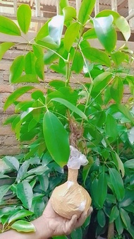 pohon tlogosari alas purwo siap tanam