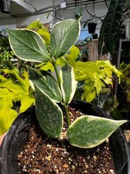 Hoya polyneura ‘Fish Tail’ albomarginata 魚尾外錦毬蘭
