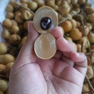 Bibit Kelengkeng Seedling Termurah Siap Tanam