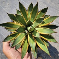 Agave Burnt Burgundy Variegata อากาเว่ด่าง