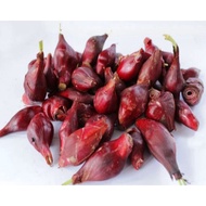 Anak pokok Bawang Arab Bawang Dayak penawar Pelbagai penyakit