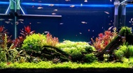 水草造景/魚缸造景/ 魚缸 /生態缸 / 智能控制造景魚缸設計