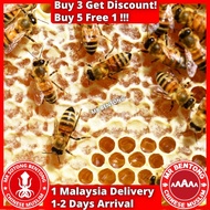 MR BENTONG HONEY Madu Asli Hutan Premium Pure Honey 野蜜蜂蜜 Tualang Kelulut Royale Jelly Sarang Lebah Z