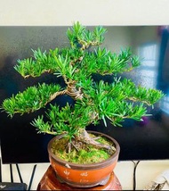 原生小葉雀舌  羅漢松（精美盆景、樹身S型，型態自然飄逸，樹高含盆60厘米，粗8厘米）