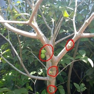 Bibit Tanaman Buah Anggur Pohon Brazil Jaboticaba Sudah Berbuah Dan TOS