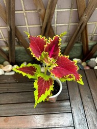 洋紫蘇/彩葉草苗Coleus