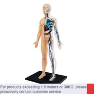 ZHY/medical model💎4D 1:6 Transparent and 22parts Squishy Human Body Internal Organ Anatomy Medical Teaching Model Puzzle