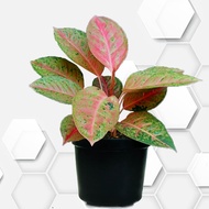 tanaman hias hidup aglonema big roy/aglaonema bigroy