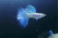 Blue Grass Guppy - 2pair（Live Fish）