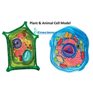 4D MASTER STEM Plant Cell Animal Cell Model for Science Kids/Students PT3 SPM University