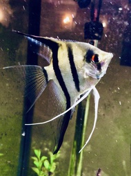 [ Beli 3ekor Free 1ekor ] 神仙斑马鱼3-4cm | Zebra Angel Fish - 1pcs
