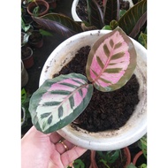 Calathea Varieties, Common to Rare Prayer Plants