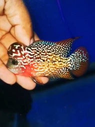 Flowerhorn thailand king kamfa f2,  red kamfa f2 male fish, pellet trained