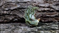 空氣草 Tillandsia roseiflora