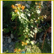 ▤ ◆ ◸ Bougainvillea/Bougies/Halaman