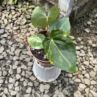 anthurium papillaminum black venom 