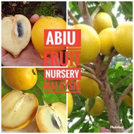 Anak pokok abiu (Pouteria caimito)-Fruit Nursery Malaysia