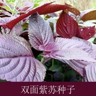 紫蘇叶種籽盆栽可食用種植四季籽種 雙色紫蘇種子（包裝隨機發貨）
