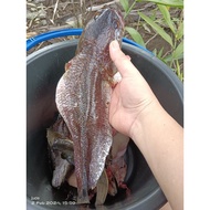 IKAN HARUAN KERING, IKAN AIR TAWAR, SESUAI UNTUK IBU BERSALIN CAESER ATAU NORMAL