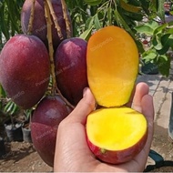 Terlaris Bibit Tanaman Buah Mangga Irwin 1 Meter-Pohon Mangga Irwin 1 Meter