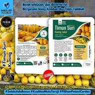 JaBit - 500 Biji Benih Timun Suri Lokal Kuning Timun Suri Manohara Bibit Unggul Timun Suri Bonteng S
