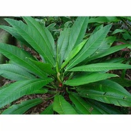 Tanaman hias philodendron lynette philo linet tanaman in rikbta 5958gk