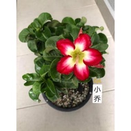 adenium taiwanese：xiao qiao<富贵花台湾迷你小乔>live plant pokok kemboja