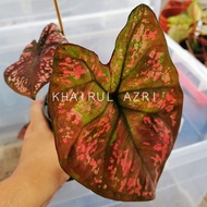 KELADI Darth maul/phayamon/keladi tahi hybrid caladium