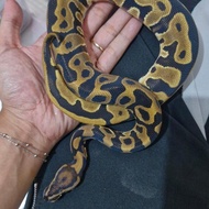 ball python morph leopard
