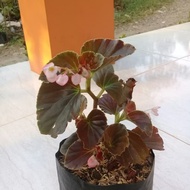 Tanaman hias bunga begonia - tanaman gantung begonia - begonia merah