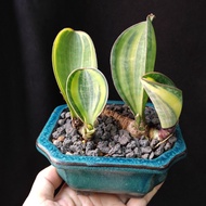 4頭老樁) 寶鏡錦 虎尾蘭   連紫砂花盆 寶扇錦 Sansevieria  Whale Fin Masoniana Variegated Snake plant 盆景 bonsai 易種/耐陰   