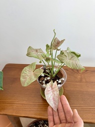 粉紅戀人，彩葉芋 👍🏻 Syngonium Pink Splash Plant 