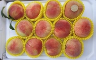 【晚桃預購！梨山 日本系的山根水蜜桃 大果12入(大盒裝)】清甜爽脆 熟一點果肉QQ